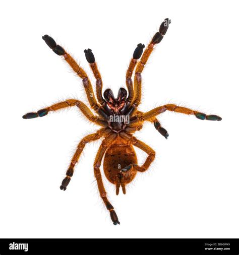 Orange baboon tarantula hi-res stock photography and images - Alamy