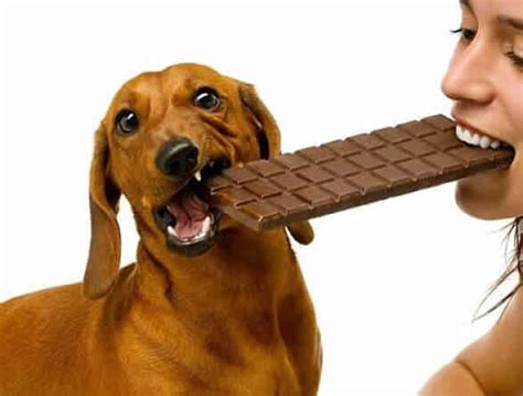 10 Alimentos Que No Debes Darle A Tu Perro Para Comer Mascotafiel