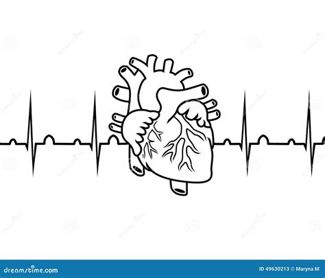 Cardiogram Stock Vector Illustration Of Illustrator 49630213