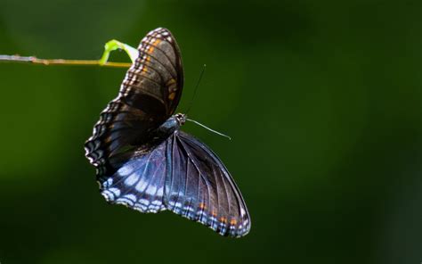 Download Wallpaper 2560x1600 Limenitis Arthemis Butterfly Wings