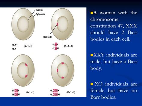 Ppt Sex Chromatin Bodies Barr Body Powerpoint Presentation Free