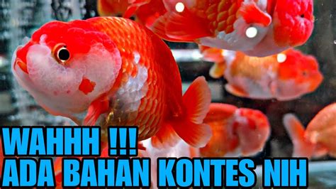 Wahhh Ada Bahan Kontes Nih Update Harga Ikan Mas Koki Di