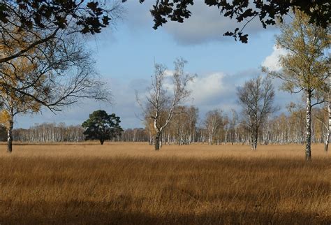 Pfeifengras Birken Moor Duvenstedter Brook Nov 2020 Flickr