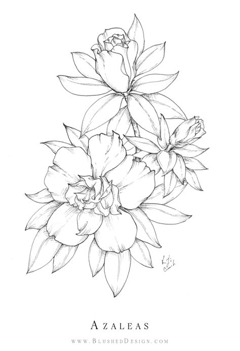 Azalea Flower Drawing In 2021 Flower Drawing Azalea Flower Drawings