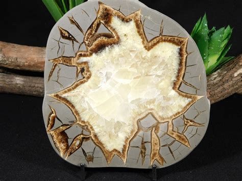 Lighting Like Pattern BIG Polished SEPTARIAN Nodule Slab From Utah