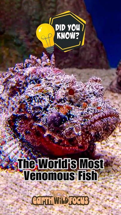 Stonefish The Worlds Most Venomous Fish Youtube