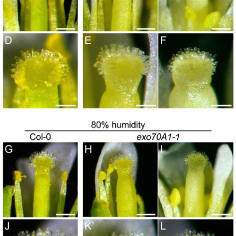 Scanning Electron Micrographs Of Arabidopsis Pollen Grains And Pollen