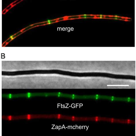 Sepf Overexpression In B Subtilis A Growth Curve Of B Subtilis