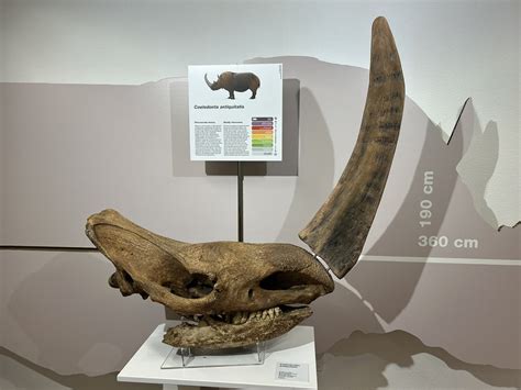 Museo Geologico Delle Dolomiti Il Trentino Dei Bambini