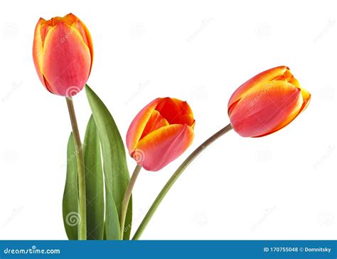 Tulip Beautiful Bouquet Of Spring Flowers On White Background Stock