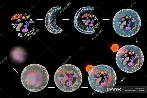 Stages Of Autophagy Mechanism — Biological Yoshinori Ohsumi Stock