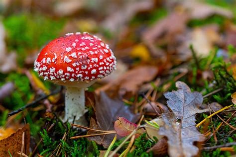 Champignon Nature Champignons Photo Gratuite Sur Pixabay Pixabay