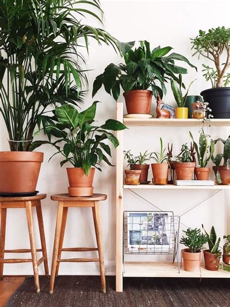 20 Aesthetic Plant Ideas That Room Make Instagramable OBSiGeN