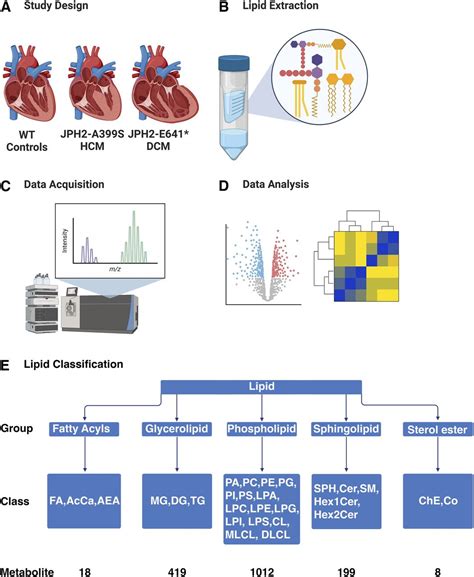 Altered Myocardial Lipid Regulation In Junctophilin 2associated