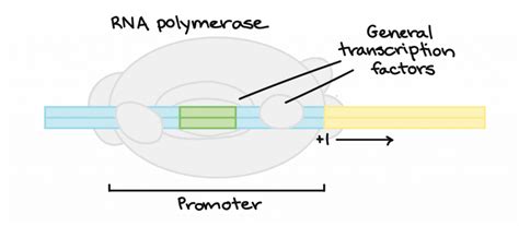 Gene Expression And Development The Biology Of Sex And Death Bio 1220