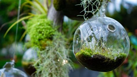 The Best Plants For Fairy Gardens In 2022 Harper S Nurseries