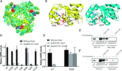 R Is Critical For Lcfa Coa Binding On Nme Proteins A Overlay Of