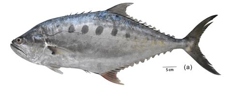 Scomberoides pelagicus, a new species of queenfish from the Indian Ocean : r/NewFishSpecies