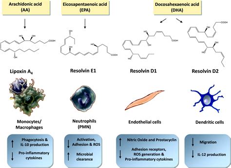 Novel Lipid Mediators Promote Resolution Of Acute Inflammation