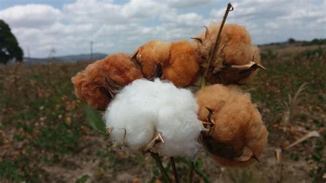 Pesquisador Evidencia Trajetória Para Uma Nova Cultivar De Algodão