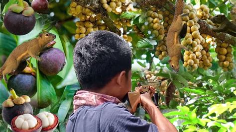 BERBURU ROMBONGAN TUPAI LIAR SAAT MUSIM BUAH DUKU DAN MANGGIS POIN