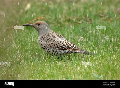 Northern flicker female hi-res stock photography and images - Alamy