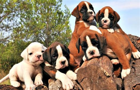 Boxer Puppies For Sale | Charlotte, NC #252745 | Petzlover