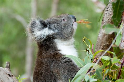 Koala on Eucalyptus Tree stock photo. Image of bear - 125202904