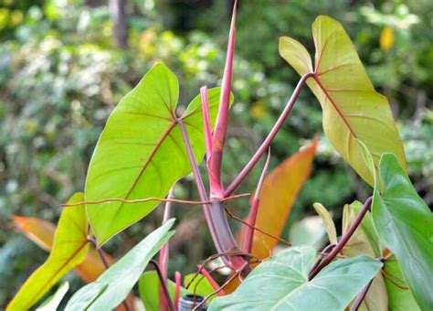 Philodendron Erubescens Blushing Philodendron Plant Care