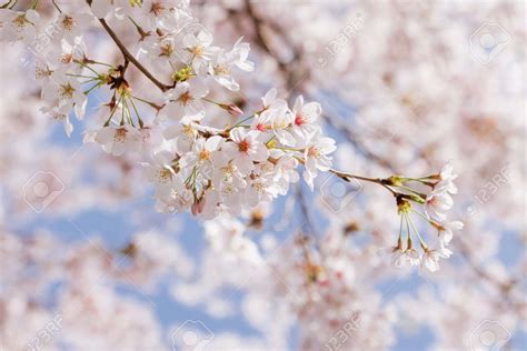 Cu L Es La Flor Que Florece Una Vez Al A O