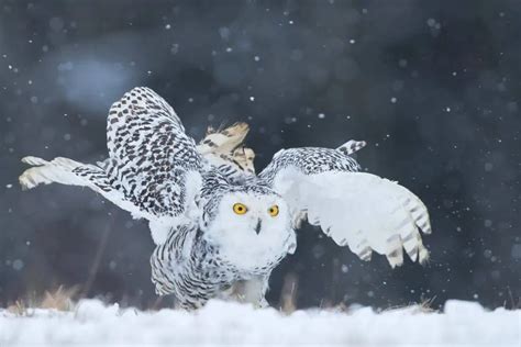 Arctic Birds Masters Of Survival Species And Adaptations Nature Roamer