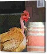 Naked Neck Chicken Photograph By Cathy Lindsey Fine Art America