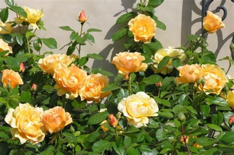 Роза Изи Даз Фото И Описание – Telegraph