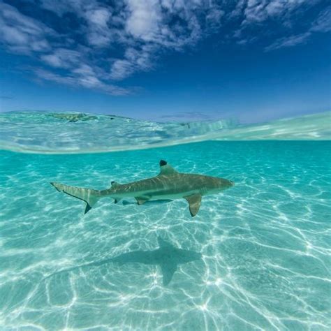 Are There Sharks In Bora Bora This Rare Earth