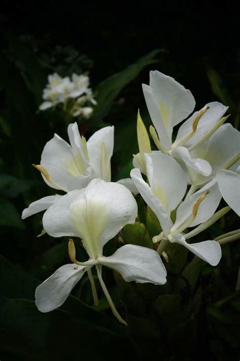 Plantfiles Pictures Hedychium Species Butterfly Ginger Butterfly