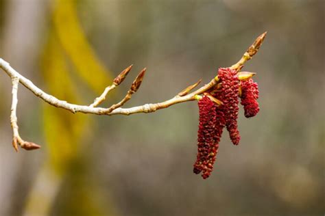 9 Alder Tree Varieties That Are Perfect For Your Garden