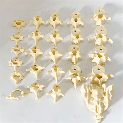 Buy ANJUSS Human Spine Model Back Model Coccyx Sacrum Vertebral Body