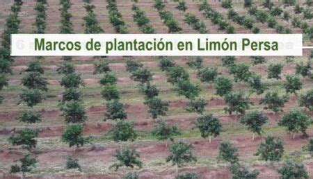 Marcos de plantación de limón persa InfoAgronomo