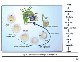 ZEBRAFISH : AS A MODEL ORGANISM. | PPT