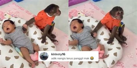 Video Gelagat Kera Bantu Jaga Anak Kecil Sedang Menangis Ini Buat