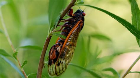 Collecting Sex Crazed Zombie Cicadas On Speed Scientists Track A Bug Controlling Super Sized