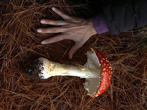 Amanita Muscaria Christmas