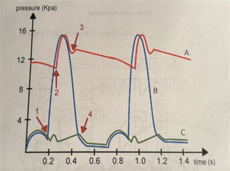 Cardiac Cycle Flashcards Quizlet