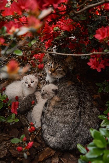 Premium Photo Cat Sitting On Tree