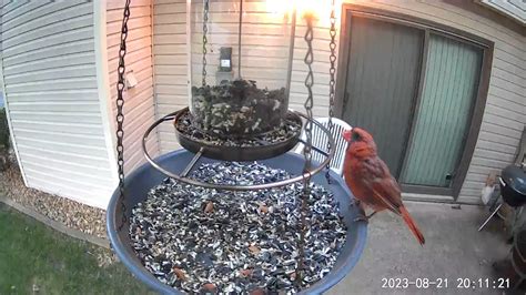 A Moulting Northern Cardinal Closes Down The Feeder With A