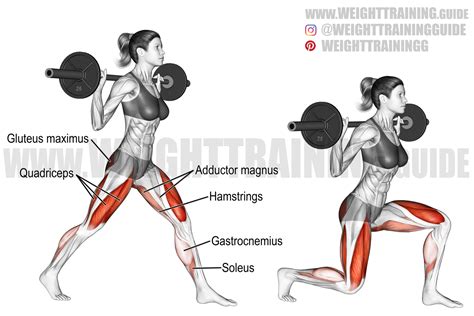 Barbell split squat exercise instructions and video | weighttraining.guide