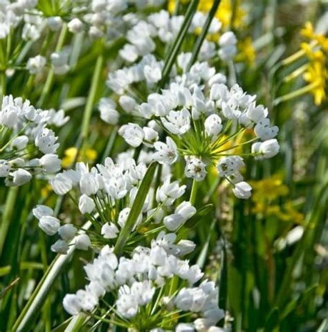 Mini White Allium Bulbs For Planting Perennial Garden Flowers