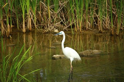 Grote Zilverreiger Gratis Foto Op Pixabay Pixabay