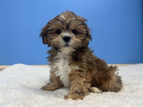 Lhasa Apso Dog Female Red Gold 4090301 Petland Batavia Illinois