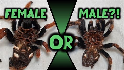 Sex A Tarantula Using Molts Youtube